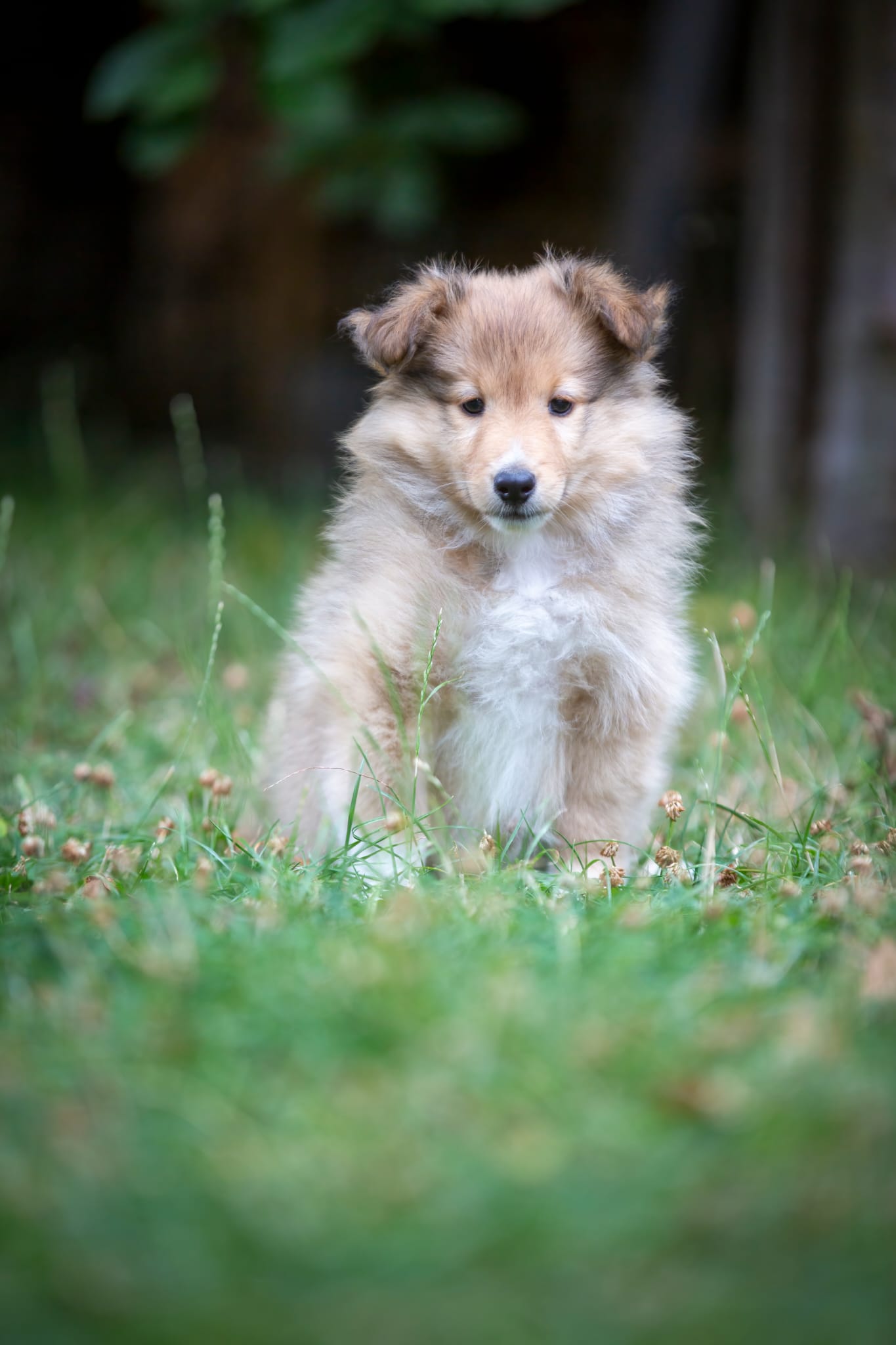 Arnar Gold of the North